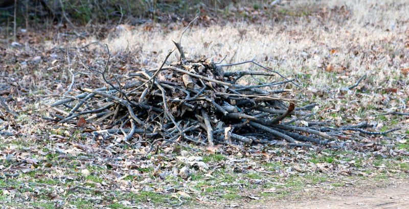 Forest Debris Removal