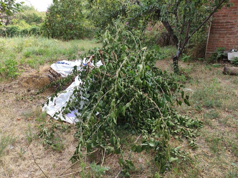 Forest Debris Removal