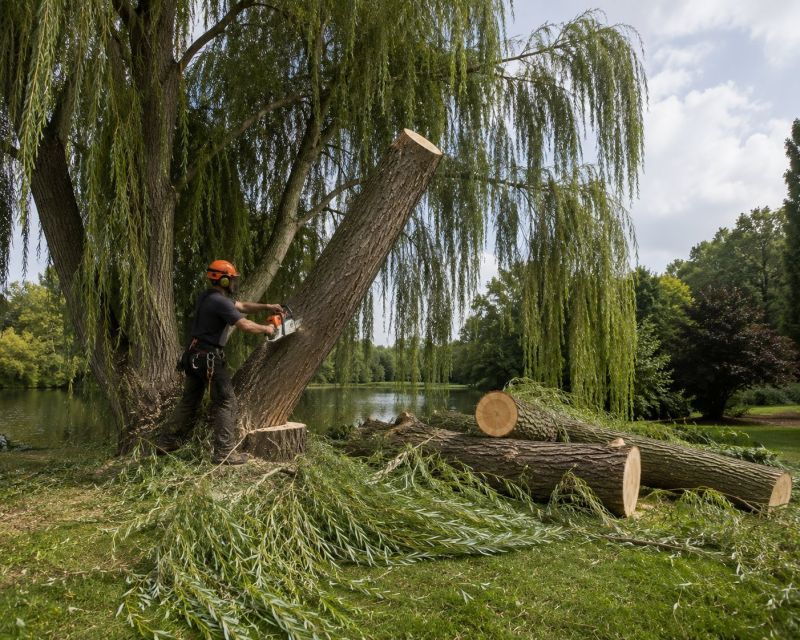 Apple Tree Removal in Duluth, MN