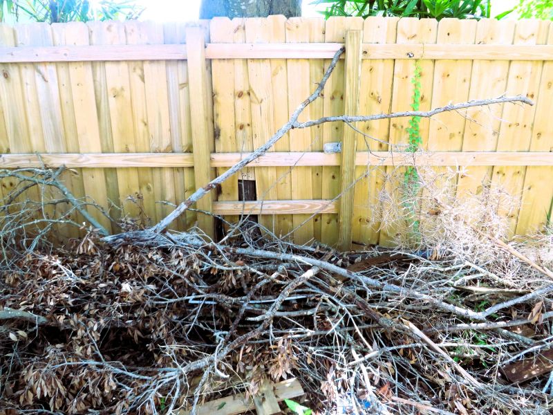 Forest Debris Removal