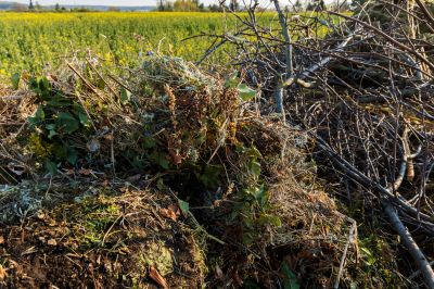 Forest Debris Removal