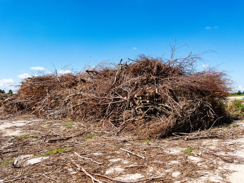 Forest Debris Removal