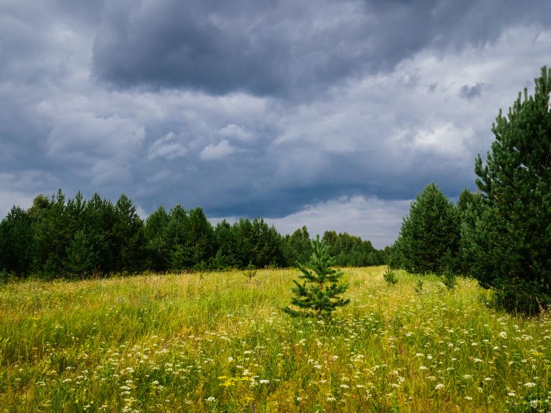 Forestry Clearing in Salt Lake City, UT