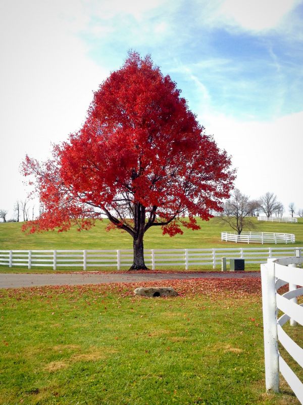 Japanese Maple Pruning in Reno, NV