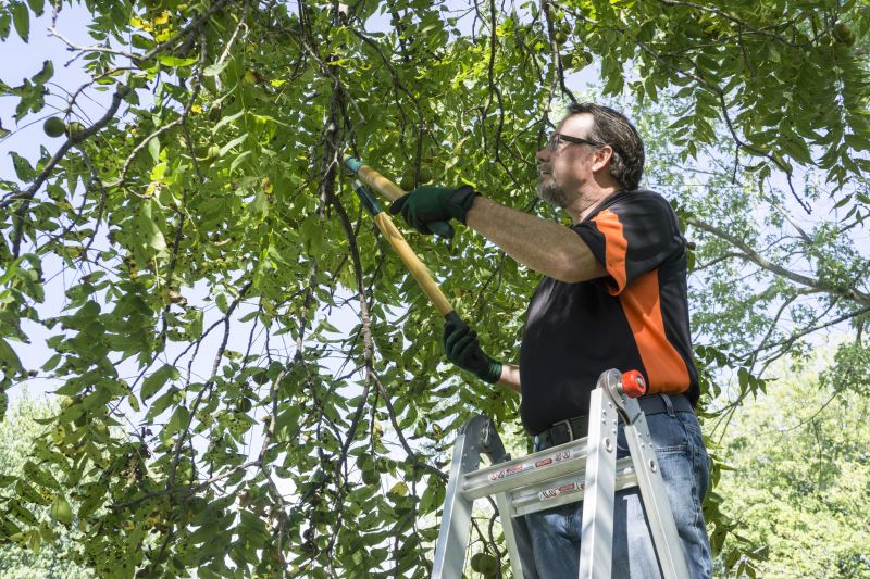 Limb Pruning in Reno, NV