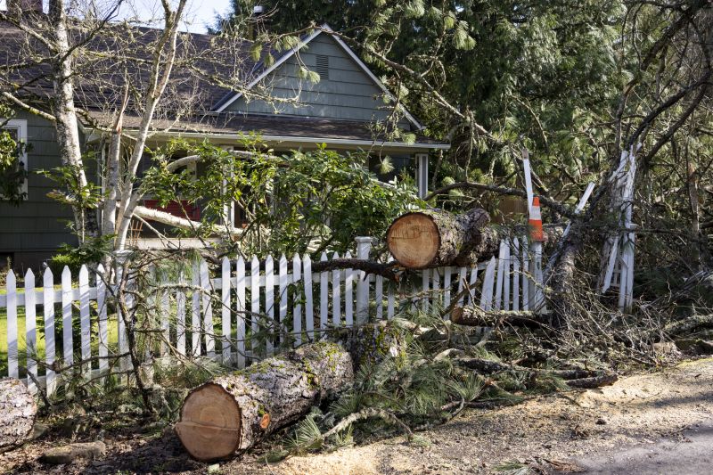 Spruce Tree Removal in Montgomery County, PA