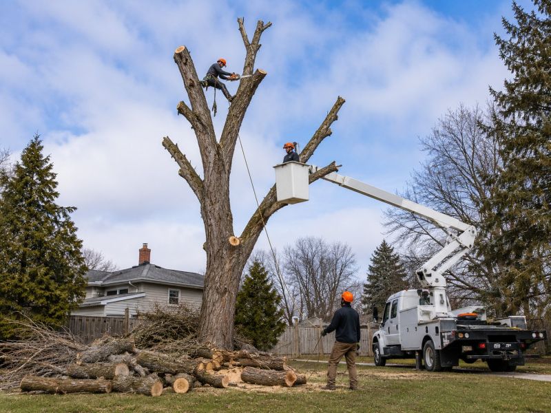 Spruce Tree Removal in Bucks County, PA