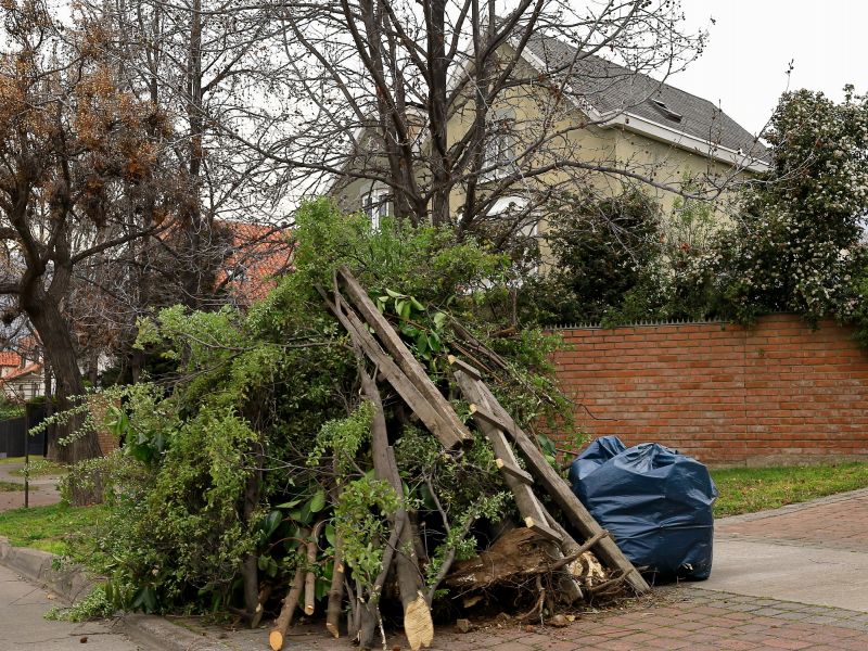 Forest Debris Removal Service