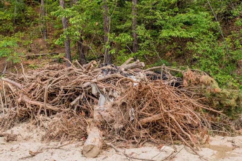 Forest Debris Removal